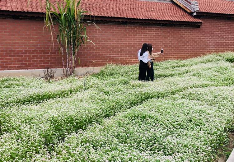 Sắc hoa cao nguyên đá nở rộ ở Chí Linh